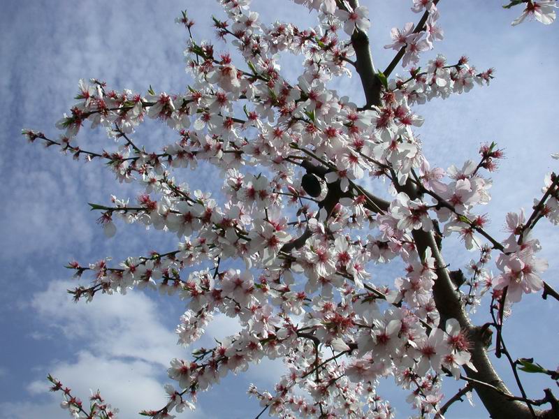 Prunus dulcis / Mandorlo